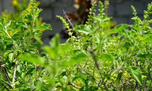 घर में अपने आप उग आई तुलसी का दिव्य संकेत! लक्ष्मीजी की विशेष कृपा और सौभाग्य का शुभ संदेश जानें घर में अपने आप उग आई तुलसी का दिव्य संकेत! लक्ष्मीजी की विशेष कृपा और सौभाग्य का शुभ संदेश जानें
