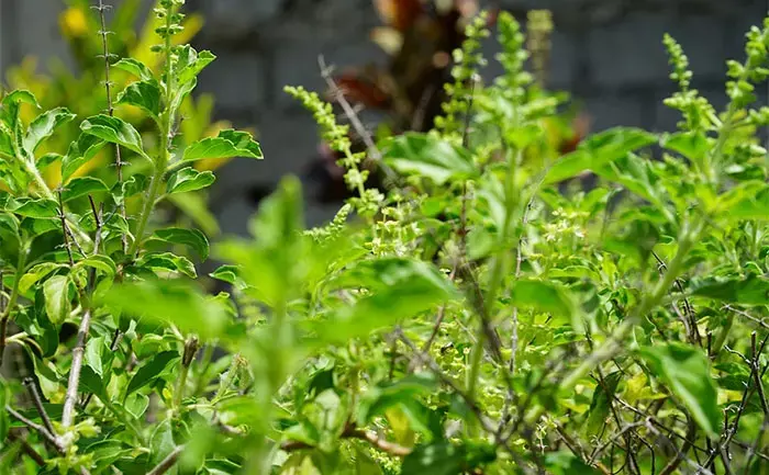 घर में अपने आप उग आई तुलसी का दिव्य संकेत! लक्ष्मीजी की विशेष कृपा और सौभाग्य का शुभ संदेश जानें घर में अपने आप उग आई तुलसी का दिव्य संकेत! लक्ष्मीजी की विशेष कृपा और सौभाग्य का शुभ संदेश जानें